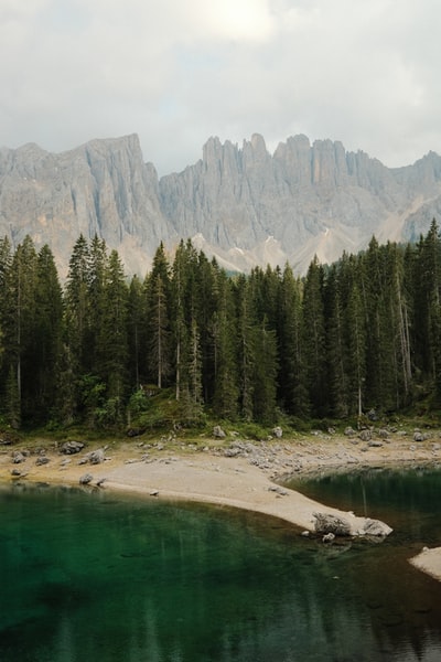 green pine trees near lake during daytime